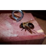 CARPENTER BEE TRAP RED CEDAR FREE SHIPPING - €17,01 EUR