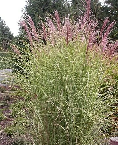 Miscanthus sinensis, Maiden grass, new hybrid fountain mix 25 perennial ... - $4.83