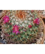 PSA Mammillaria Rodantha Pincushion Flower Coloring Cacti Cactus Seed 10... - $32.60 CAD