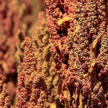 Red Quinoa Seeds Organic Chenopodium Quinoa Seeds Redorange Vegetable Fl... - $9.98