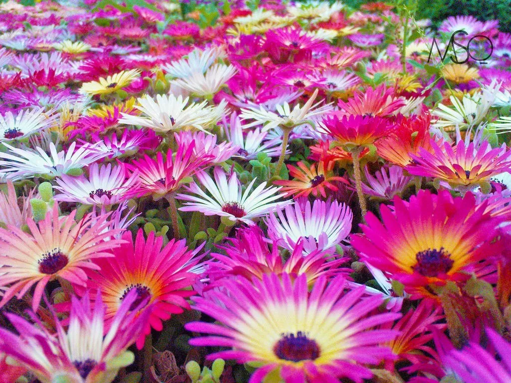 LimaJa ICE PLANT MIX Flower 1000 Seeds Groundcover Drought Heat Poor Soi... - £3.79 GBP