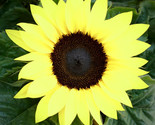 Lemon Queen Tall Sunflower 80 Seeds Yellow Non Gmo Heirloom Flower - £7.29 GBP