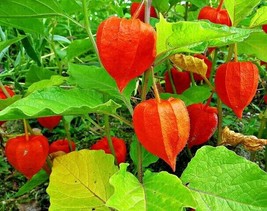 US Seller 50 Chinese Lantern Seeds Physalis Alkekengi Fast Shipping - $13.40