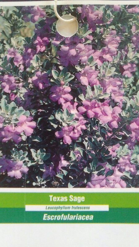 3 gal. TEXAS SAGE Shrub Live Flowering Purple Home Landscape Plants Garden Bush - £61.84 GBP