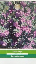3 gal. TEXAS SAGE Shrub Live Flowering Purple Home Landscape Plants Garden Bush - £61.45 GBP