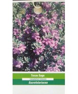 3 gal. TEXAS SAGE Shrub Live Flowering Purple Home Landscape Plants Gard... - $77.55