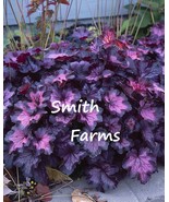 25 of Dolce Wildberry Heuchera Flowers (Coral Bells) Purple Plant - $5.98