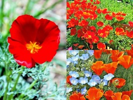 1001+RED Chief California Poppy Native Wildflower Flower Seeds Garden Container - $13.00