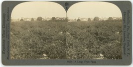 c1900&#39;s Real Photo Stereoview Keystone A Large Fruit Farm, Ontario Canada - £9.58 GBP