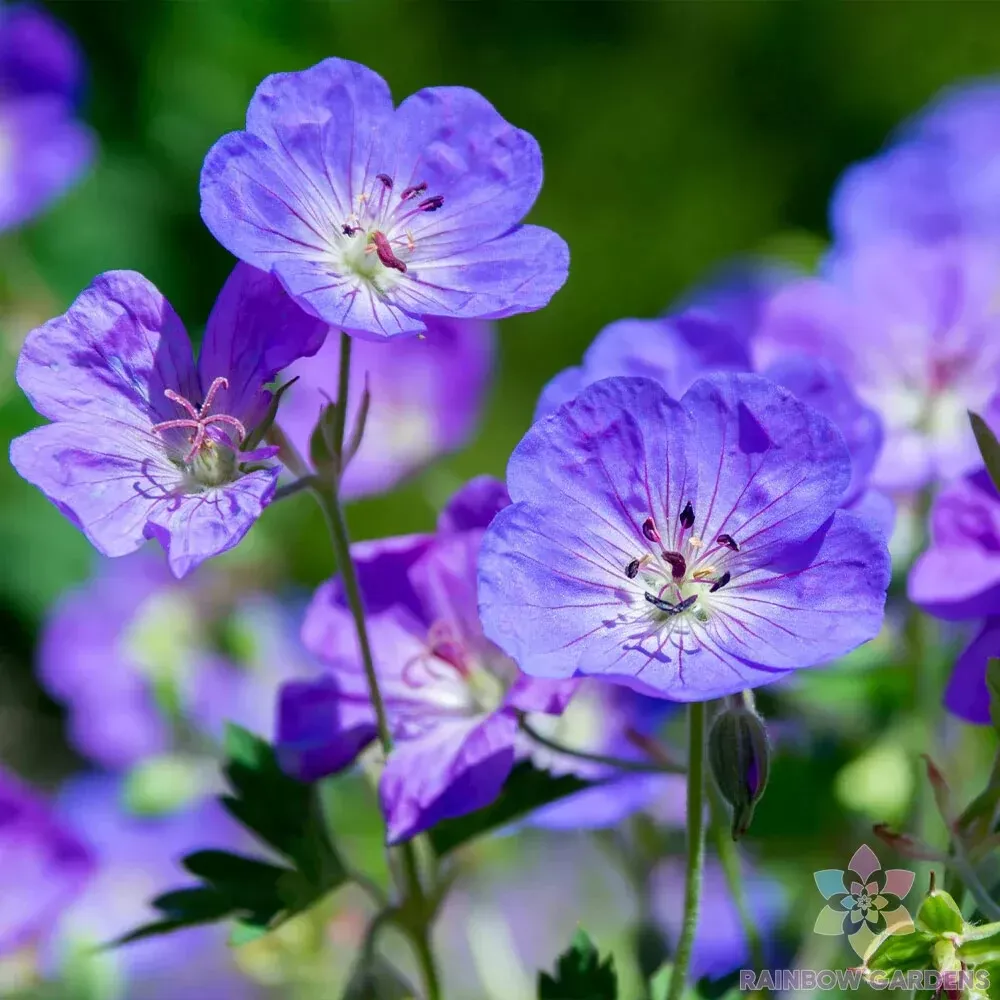 25 Waterer&#39;s Blue Geranium Seeds Planting USA Shipping - $9.96