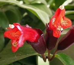 Lipstick Flower, 15 Seeds D - $12.35