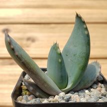 Cacti 2 Inch Aloe comptonii cactus Succulent real live plant - £21.88 GBP