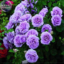 New Fresh Pu Bu Purple Big Blooms Climbing Rose Seeds Pack 50 Seeds Ligh... - $3.72