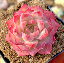 Echeveria Elegans Sp. Peach Queen Succulent Hen And Chicks Plant Seed 50 Seeds F - £15.86 GBP