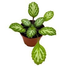 Item image 1 image 1