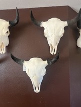 TAXIDERMY Large Bison Buffalo Skulls Real Horns Taxidermy Mount - $450.00