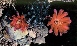 Chrome Postcard AZ D704 Cob Cactus Lobivia Atrovirens Barrel Cacti Red Flower - $3.47