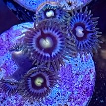 Indigo Lazer Zoanthids - £23.94 GBP+