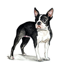 Boston Bull Terrier Dog Lover Auto Boat RV Body Window Glass Vinyl Decal Sticker - £5.46 GBP+