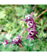 Perennial Purple Columbine - 50 Seeds - $6.01