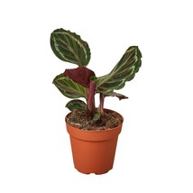Calathea Roseopicta 'Medallion'-4" Pot / Black Cylinder - $1,615.13 MXN