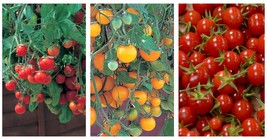 Cherry Tomato Plant Collection Tumbling Tom Red &amp; Yellow,Sweet Million 2.5&quot; Pots - £48.75 GBP