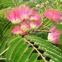 Tropical Seeds Silk Tree 10 Seeds Mimosa Albizia Julibrissin Gardening F... - £11.68 GBP