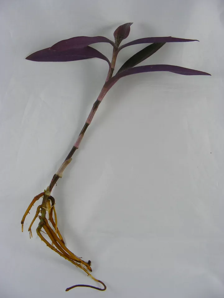 Wandering Jew Tradescantia pallida Plant With Roots - £18.68 GBP