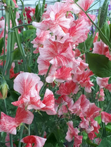 Lathyrus Odoratus Sweet Pea Seeds - Light Pink with Thick Red Stripes 10... - £18.97 GBP