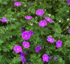 25 Bloody Cranesbill &#39;Vision Violet&#39; Seeds  Geranium Sanguineum From US - £10.22 GBP