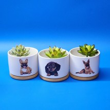 Witzprac Planter Eat, Love, Play Dog Faux Succulent Set - New, Never Used - £19.81 GBP