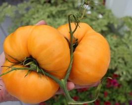 Kellogg&#39;S Breakfast Tomato 25 Heirloom Unique Bulk Very Productive Bulk ... - $175.50 MXN