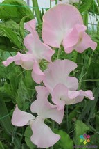 50 Patricia Marilyn Sweet Pea Seeds Free Shipping - $15.48