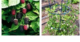 Live Rooted Starter Plant, 1 Boysenberry Plant not dormant. Zones 5-10 - £35.16 GBP