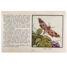 Sphinx Moth 1934 Butterflies America Of Antique Insect Art PCBG14A - $19.99
