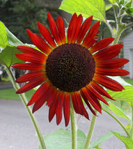 Sunflower Red Sun Flower 50 Seeds  - $7.99