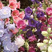 JGBOS Sell 150 Mixed Colors Cup &amp; Saucer Canterbury Bells Campanula Medium Flowe - £7.10 GBP