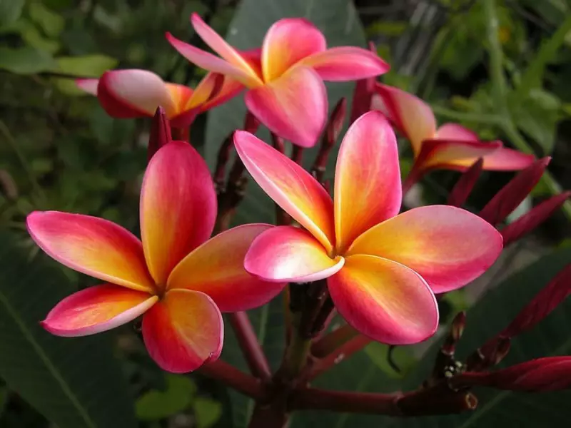 Plumeria Rubra Frangipani &quot;&quot;Intense Rainbow&quot;&quot; 5 Fresh Seeds - £13.65 GBP