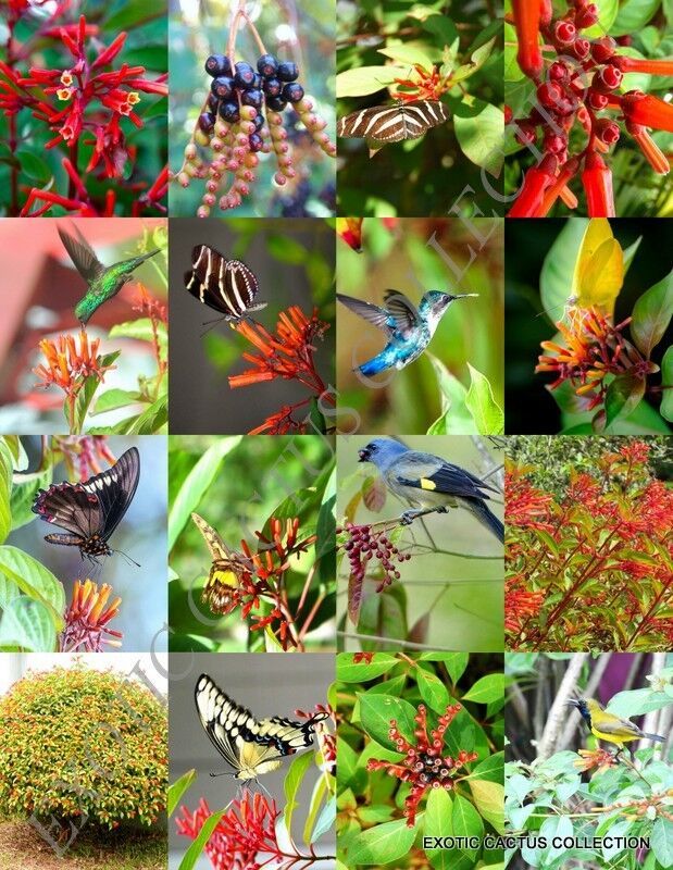 Hamelia Patens Firebush Hummingbird Bush Attract Birds Butterflies Seed 15 Seeds