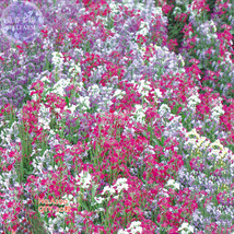 30 Seeds Violet Matthiola Incana Annual Flower Red White Yellow Mixed Fl... - $3.98