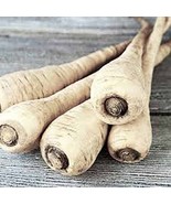 Parsnip, Hollow Crown Seeds, Organic, NON GMO , 25 seeds per pack,Sweet ... - £2.39 GBP