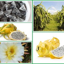 New Fresh USA Seller 10 Yellow Dragonfruit Seeds Pitaya Dragon Fruit Tree Cactus - £5.63 GBP