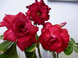 &#39;Fire Fenghwang&#39; Adenium Obesum Flower, 2 Seeds - £9.74 GBP