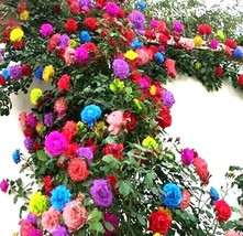 USA Seller 15 Seeds Mix Color Climbing Rose Seeds Flower Mixed Colors Pl... - $9.56