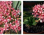 50 Seeds Ammocharis coranica Ground lily Garden - £27.59 GBP