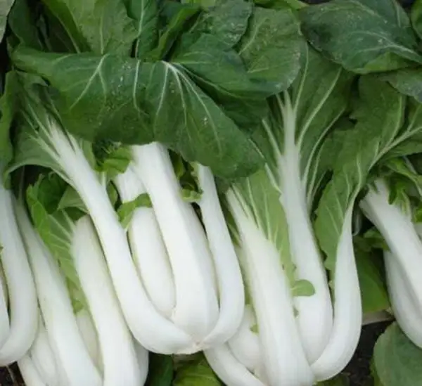 Heirloom Canton Pak Choi Seeds Delicious Asian Greens Healthy Fresh Garden - £6.64 GBP