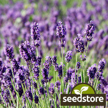 50 Seeds Munstead Lavender Boost Your Garden&#39;s Productivity With Superior Seeds - $8.99