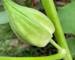 Motherland Okra 50 Seeds Heirloom Open Pollinated - £4.79 GBP