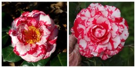 Terry Gilley, Camellia Japonica, Live Starter Plant - $65.70 CAD