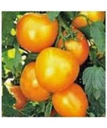 Tomato Garden Collection, Heirloom, Organic Seeds, Non GMO,  4 Top Varie... - £3.91 GBP